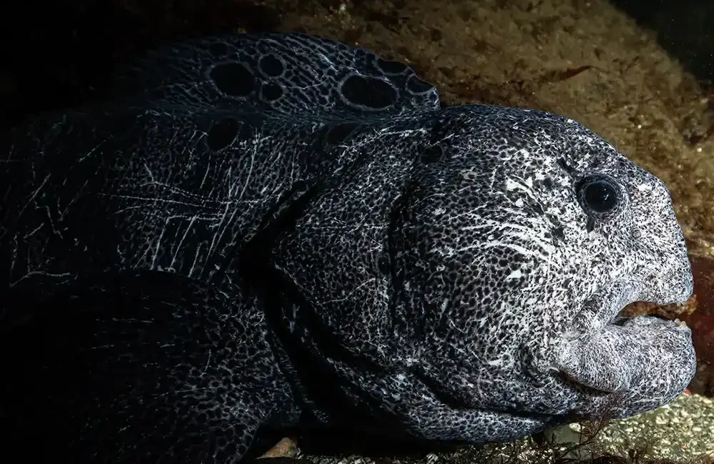 Not wolves, not eels, not dangerous – wolf eels are