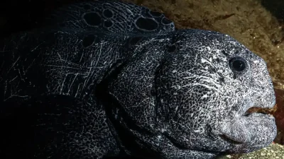 Not wolves, not eels, not dangerous – wolf eels are