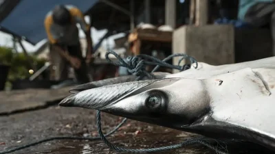 A new study led by the Manta Trust and a