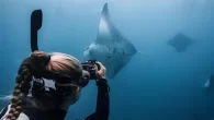 A volunteer taking manta ID photographs in the Maldives (Photo: Kaitlyn Zerr/Manta Trust) The Manta Trust has launched a new initiative aimed at getting businesses involved in manta ray conservation by offering their employees the chance to join ‘Volunteer Time […]