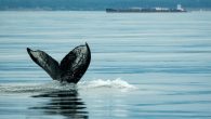 Whale researchers with the Pacific Whale Watch Association (PWWA) are suggesting there is a “Humpback Comeback” as hundreds of humpback whales have started to return to B.C. waters regularly. Whale researchers first documented a single humpback whale in 1997 and […]