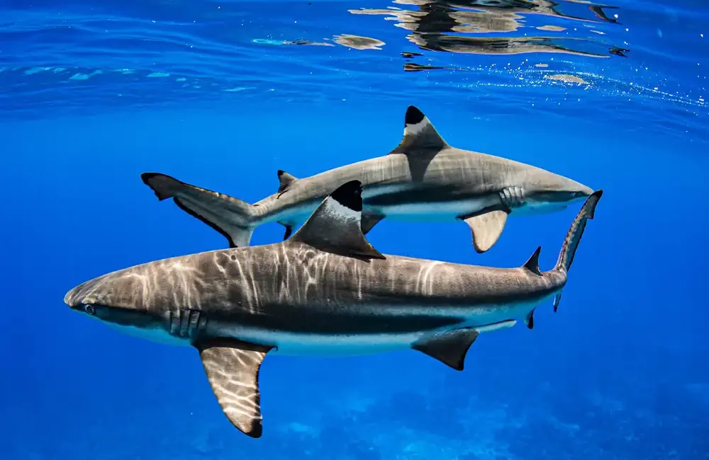 A new study led by scientists from Florida International University