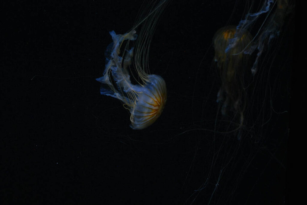 Blackwater diving is one of the most surreal experiences in