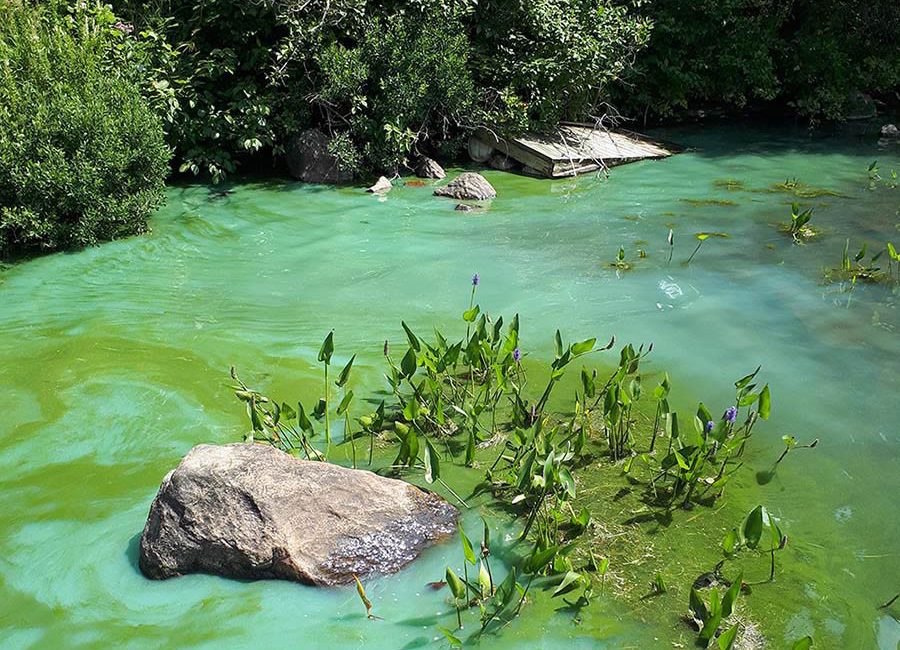 Blue-green algae, also called cyanobacteria, are tiny, plant-like microorganisms that