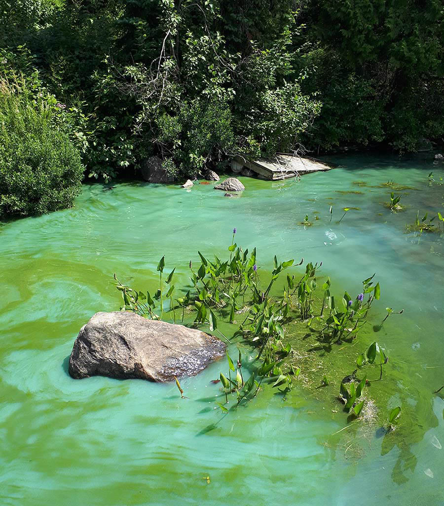 Blue-green algae, also called cyanobacteria, are tiny, plant-like microorganisms that