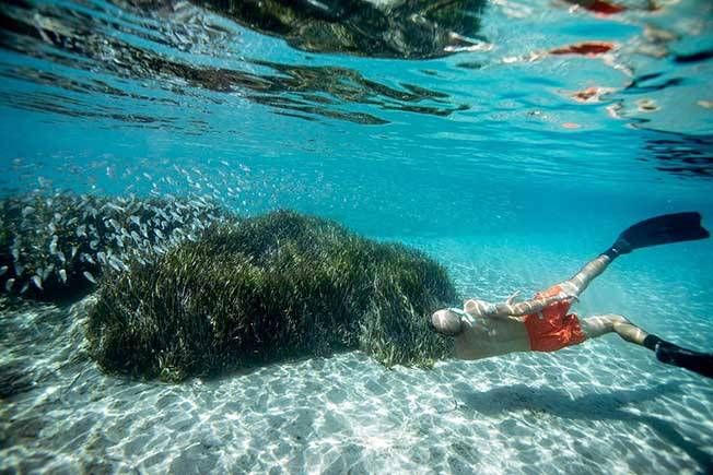 Bodrum’un sualtı hayatı tehlikede! Project Posidonia kapsamında hazırlanan ve Türkiye'nin bugüne kadarki en kapsamlı