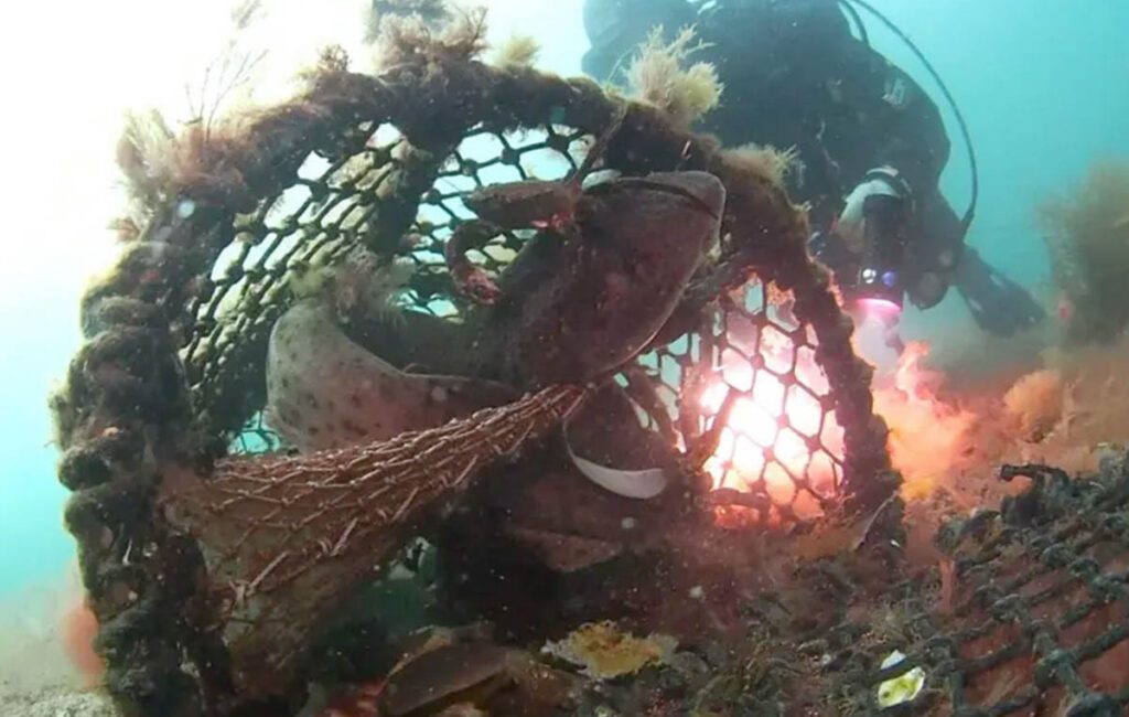 Two bull huss have been rescued after divers discovered the