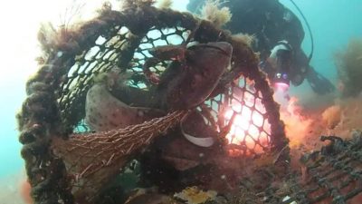 Two bull huss have been rescued after divers discovered the