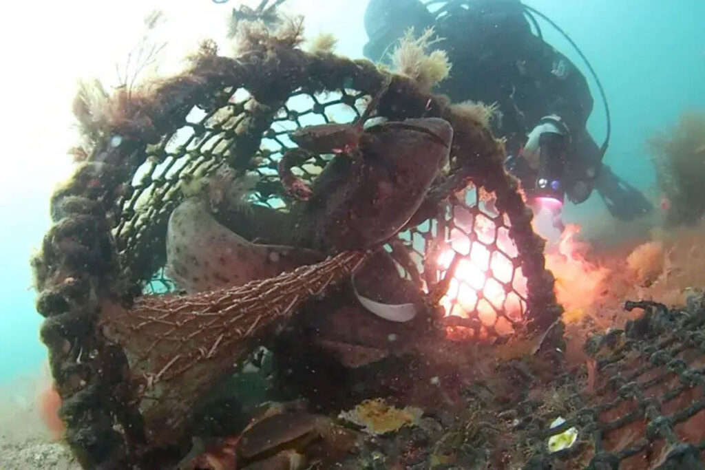 Two bull huss have been rescued after divers discovered the