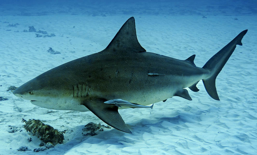 Florida'nın Pensacola şehrinin yaklaşık 30 deniz mili açıklarında dalış ve