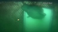 KLETTSVIK BAY, Iceland (WFLA/NBC) – Two former captive beluga whales, named Little Grey and Little White, have taken their first swim in their new open water sanctuary home in Iceland. Last Thursday, the whales explored the bay of the island […]