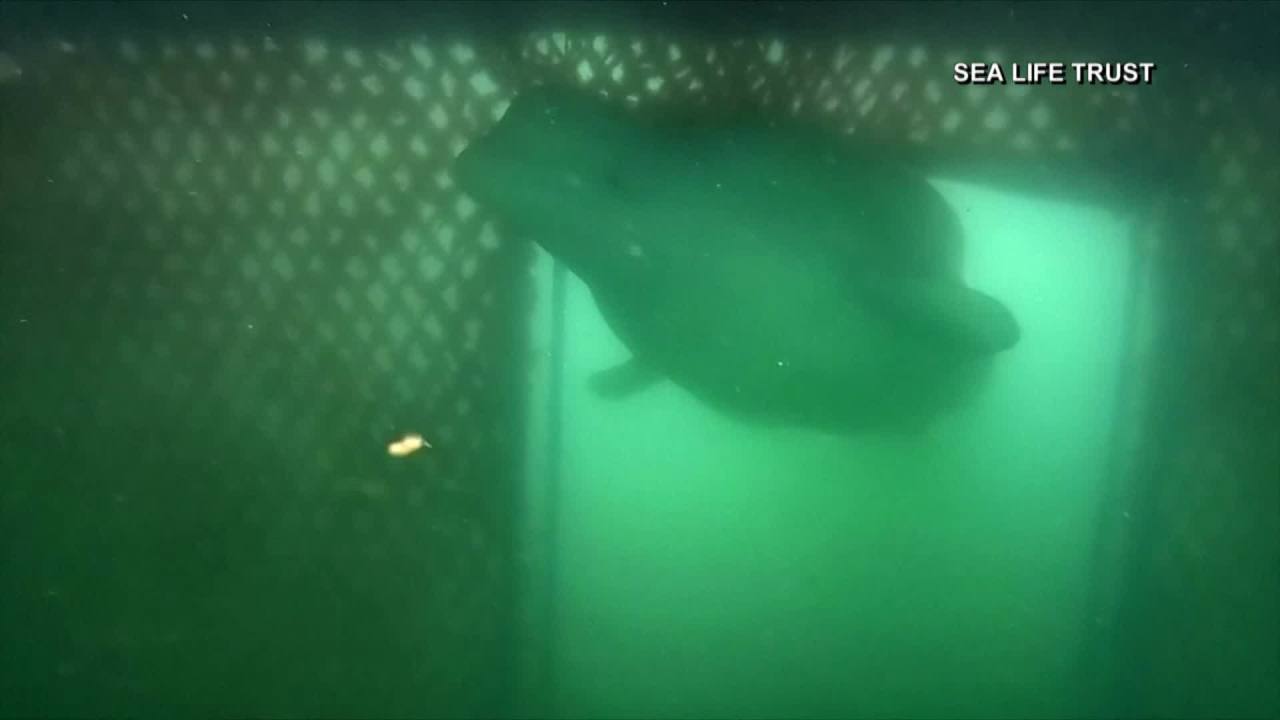 KLETTSVIK BAY, Iceland (WFLA/NBC) – Two former captive beluga whales,