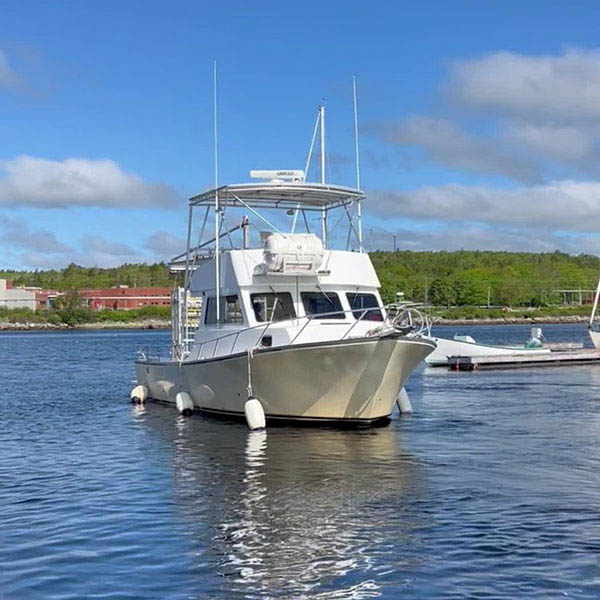 Atlantic Shark Expeditions offers unparalleled opportunities to safely view and