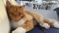Alison Wood, of Practical Boat Owner, introduces us to a special cat who is about to sail across the Atlantic Ocean… Meet Zeasar, the nautical Norwegian Forest Cat. Whilst we sometimes see dogs on the Atlantic Rally for Cruisers, this is the […]
