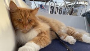 Alison Wood, of Practical Boat Owner, introduces us to a special