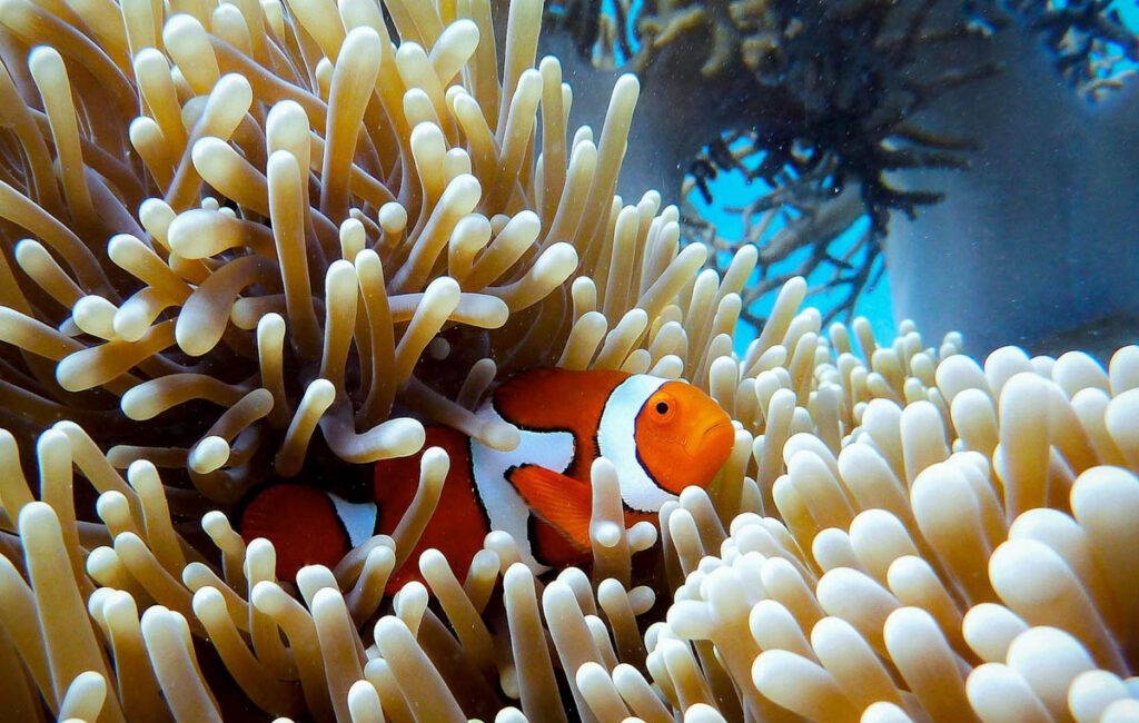 The Caribbean is home to some of the world’s most