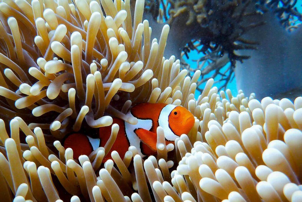 Caribbean Nations Seek $200 Million to Protect Reefs as Divers Warn of Coral Decline The Caribbean is home to some of the world’s most