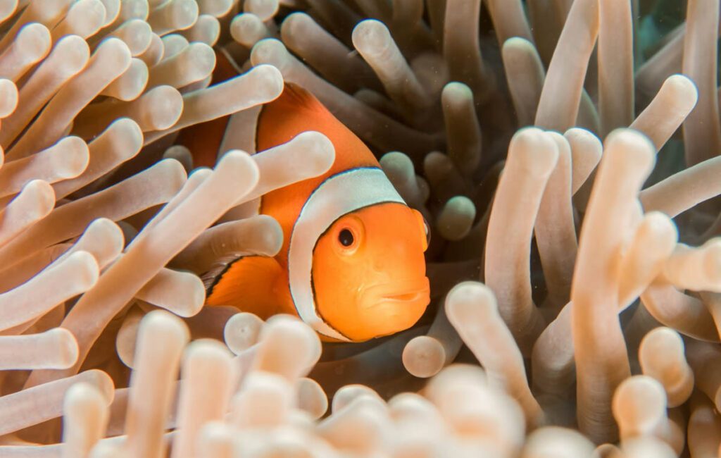 With world-class dive sites, abundant marine life, and some of