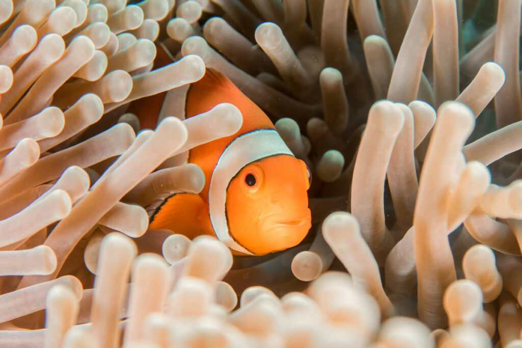 With world-class dive sites, abundant marine life, and some of