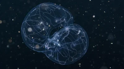 Six species of comb jellies have been recorded in Colombian