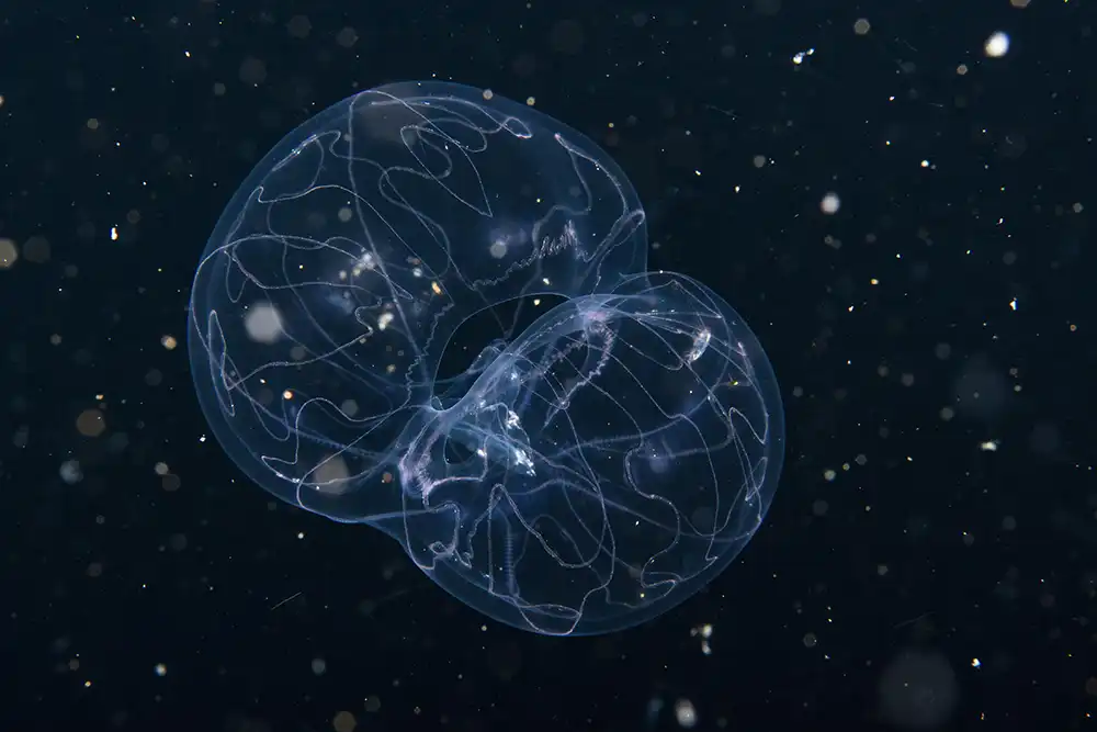 Six species of comb jellies have been recorded in Colombian