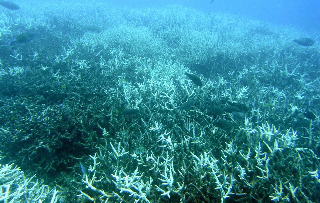 What Happens to Coral After a Bleaching Event? When a reef “bleaches,” it looks like the life has