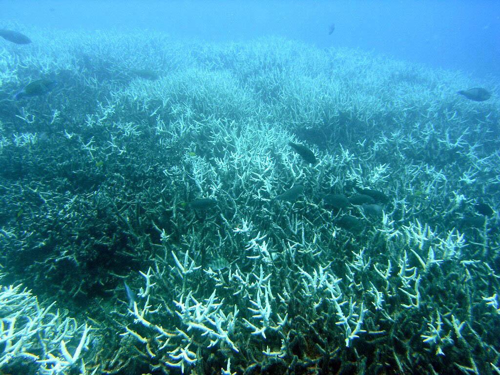 What Happens to Coral After a Bleaching Event? When a reef “bleaches,” it looks like the life has