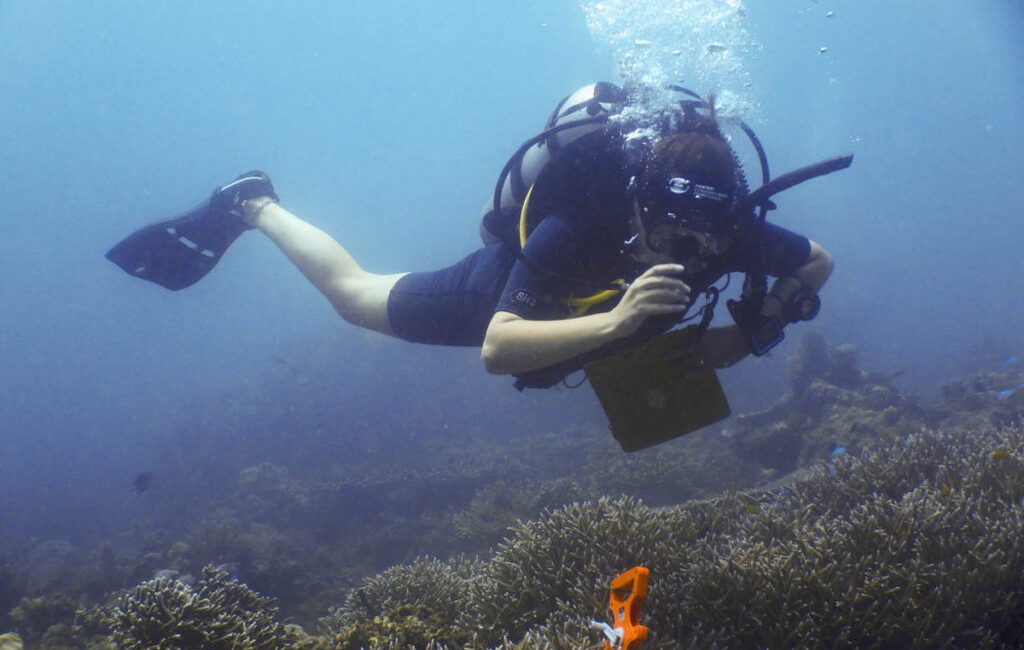 On yıl önce, The Scuba News, gönüllü dalgıçların mercan türlerini