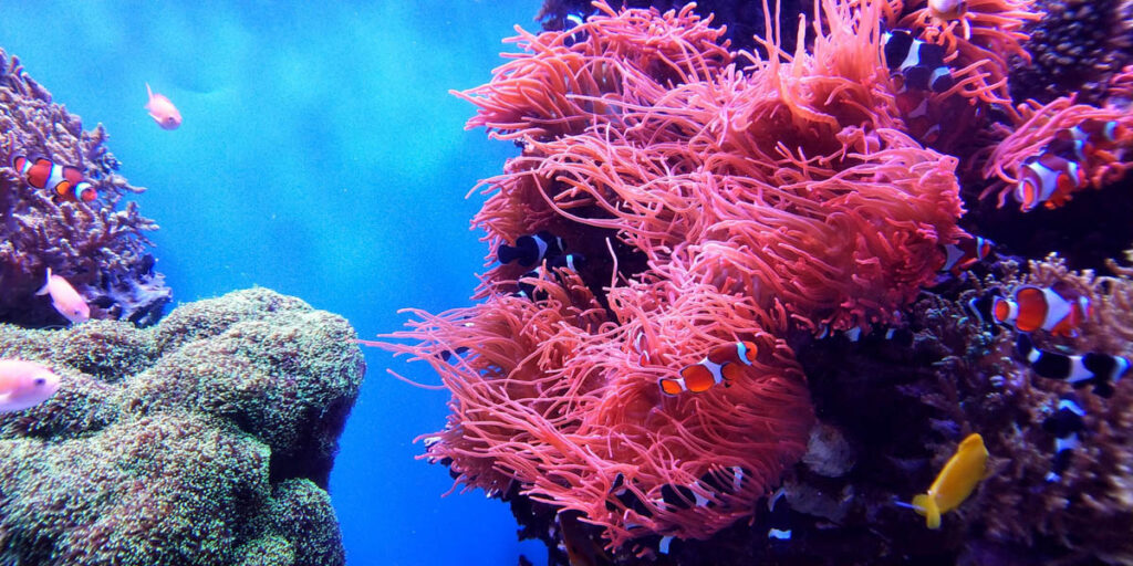The maps divers learn by heart – coral bommies off
