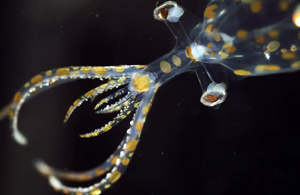 An international team of marine scientists has identified 31 new