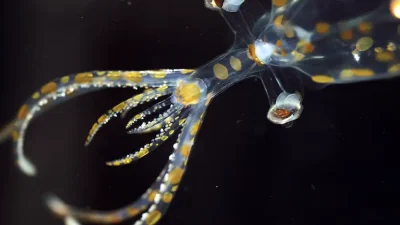 An international team of marine scientists has identified 31 new