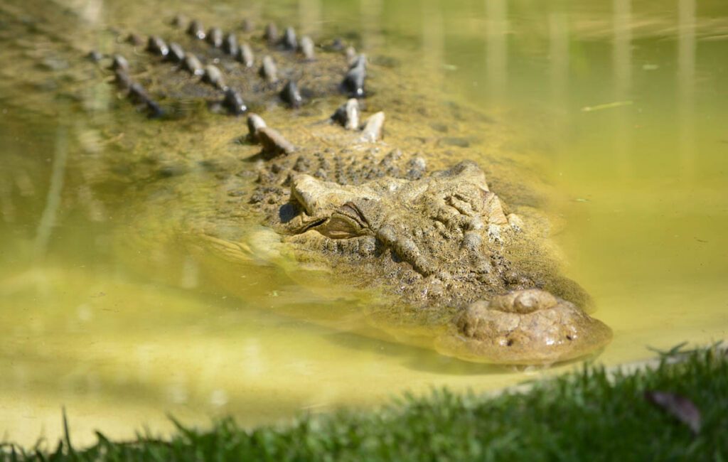 A reported crocodile attack involving a diver in Mexico is