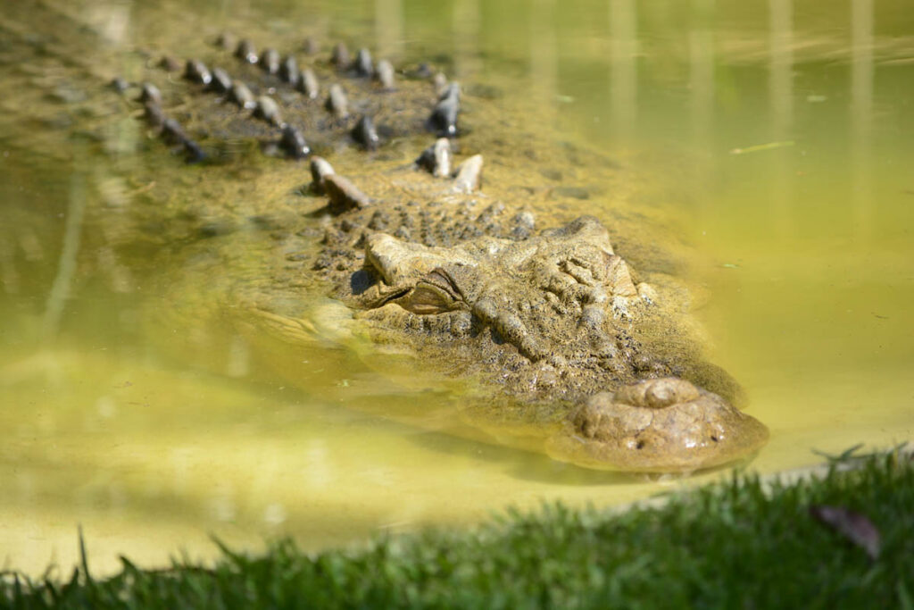 Reported Crocodile Attack Raises Questions After Mexico Dive Incident A reported crocodile attack involving a diver in Mexico is