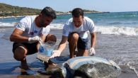 Antalya’nın Demre ilçesinde kıyıya vuran nesli tükenme tehlikesindeki yaralı ve hasta yeşil deniz kaplumbağası (chelonia mydas), korumaya alındı. Demre’nin Sülüklü Plajı’nda denize girenler, dün kıyıya yakın noktada bir deniz kaplumbağasının hareket etmekte zorlandığını görünce ekiplere haber verdi. Doğa Koruma ve […]