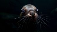 By Alexandra Gillespie Is there a woman lighting up your Instagram feed with incredible ocean imagery? Consider nominating her for the Female Fifty Fathoms Award, a new underwater photography award for women launched by Oceanographic Magazine in partnership with Swiss […]