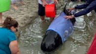 The seven whales that survived a grounding at the Matarangi Spit have been shepherded out of the Matarangi Harbour by boats across the bar and out to sea. A spokesperson from the Department of Conservation said the whales “were seen […]
