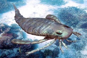 There are plenty of interesting-looking creatures to be found underwater