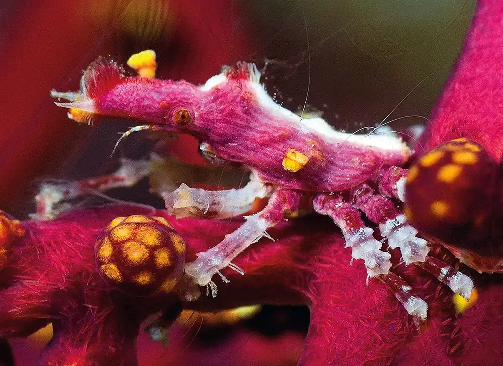 The wire coral crab (Xenocarcinus tuberculatus) often lives on whip