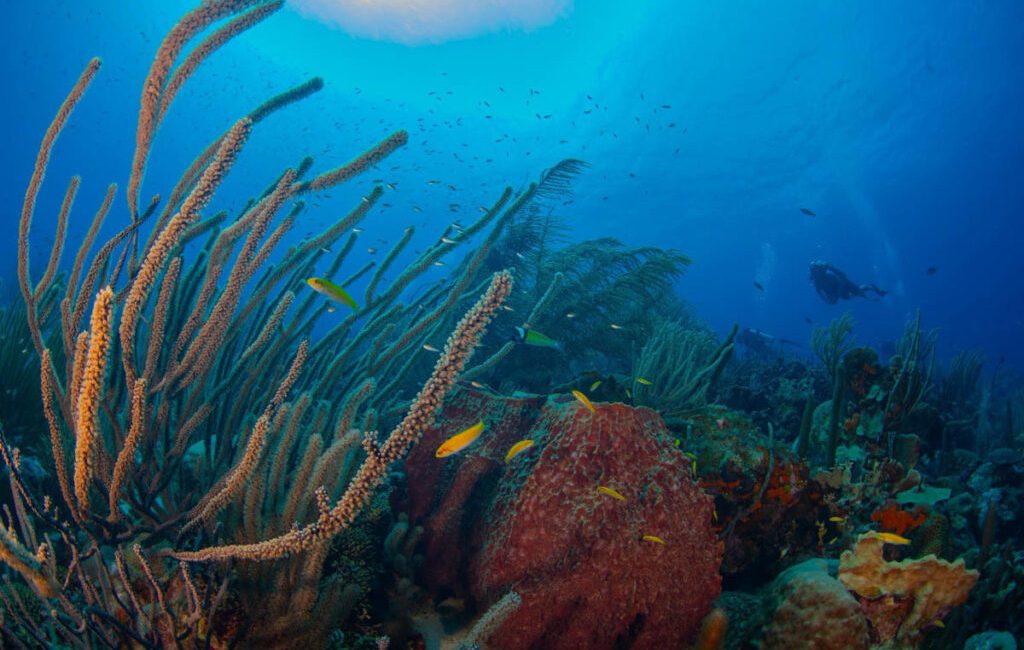 Curaçao has been officially crowned Caribbean Dive Destination of the