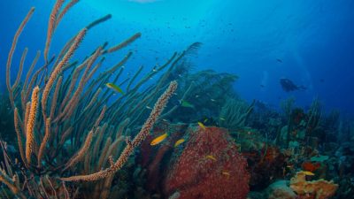 Curaçao has been officially crowned Caribbean Dive Destination of the