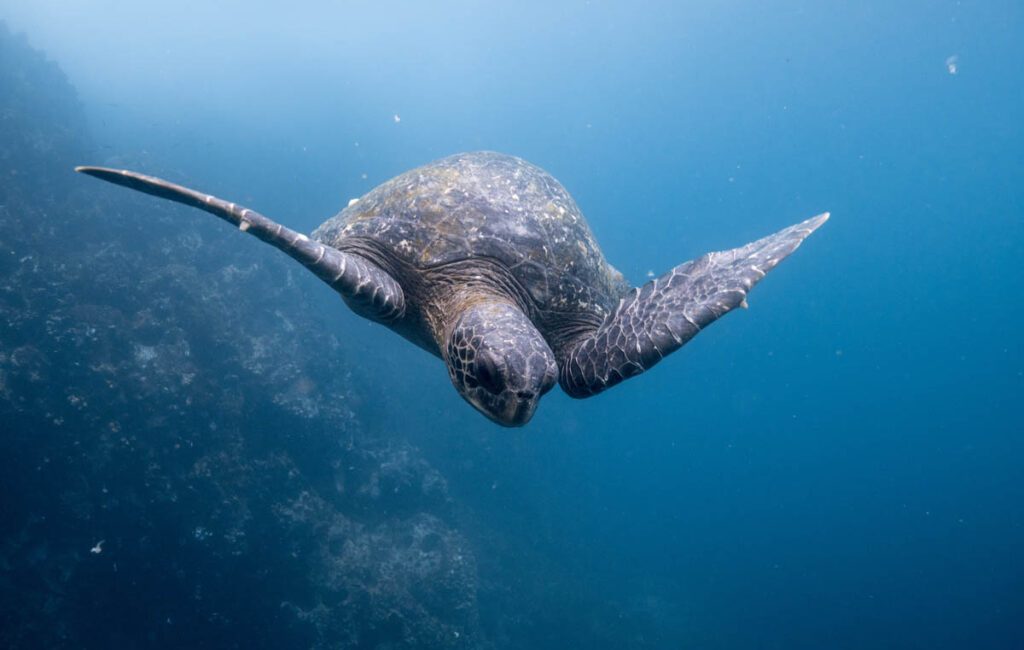 Ecuador is a small country with outsized appeal for divers.