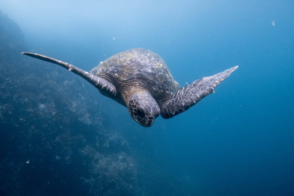 Ecuador is a small country with outsized appeal for divers.
