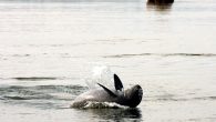 The Kingdom has welcomed 13 newborn Irrawaddy dolphins in Kratie and Stung Treng provinces so far this year, according to the World Wildlife Fund. WWF yesterday said in a report its research team spotted the latest calf during an expedition […]