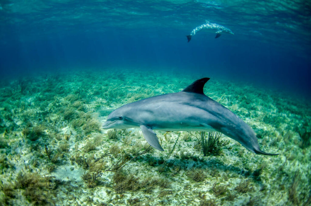 As dive travel continues to rebound and destinations become more