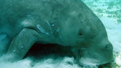 A sweeping change to one of America’s cornerstone wildlife laws