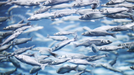 By Melissa Smith As climate change causes the ocean to warm up, fish are at risk of becoming smaller due to the lower oxygen content of warm water, a new study finds. This could contribute to food security issues for […]