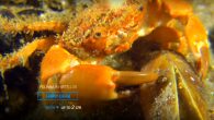 Karadeniz'in Kırmızı Alg – Phyllophora AlanlarıZernov’un Phyllophora Alanları olarak bilinen büyük ve küçük kırmızı alg tarlaları Karadeniz’in kuzeybatısında yer alan eşsiz habitatlardır. #EMBLAS Projesi kapsamında hazırlanan kısa belegeseli için: https://t.co/ihoFfhNB4Q pic.twitter.com/nadViD2OQu — Türk Deniz Araştırmaları Vakfı (TÜDAV) (@TudavTudav) April 7, […]