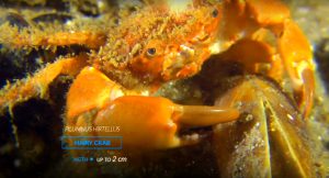 Karadeniz'in Kırmızı Alg – Phyllophora AlanlarıZernov’un Phyllophora Alanları olarak bilinen
