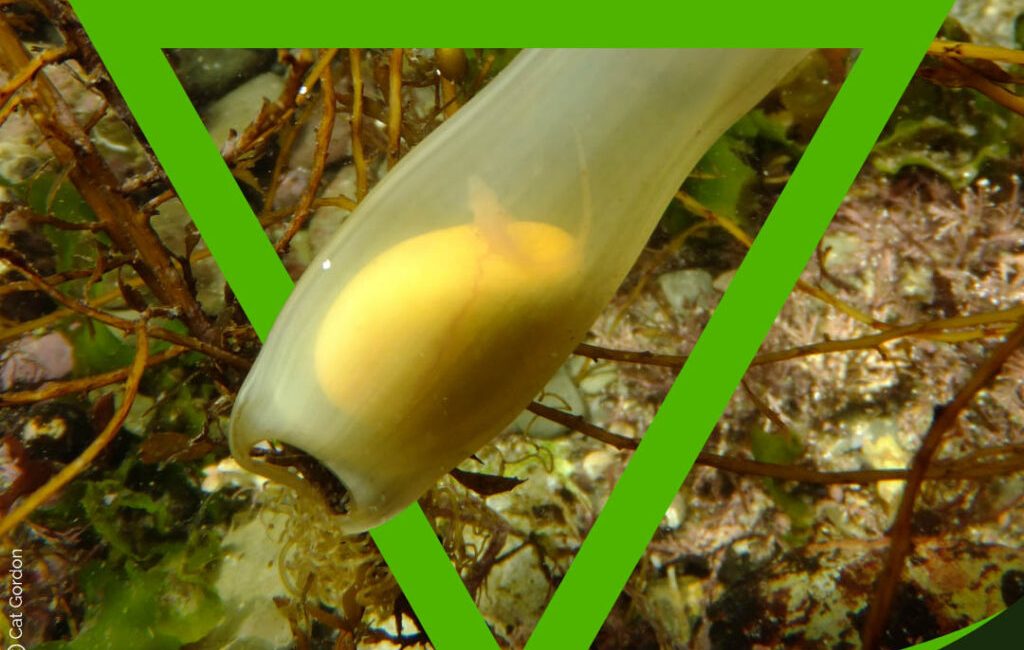 For a limited time, shark conservation efforts are getting a