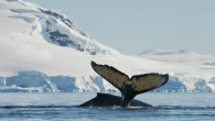 We have all heard the mantra that dolphins and whales (cetaceans) are highly intelligent animals. Some claim they’re on par with great apes and humans – maybe even smarter. But where does this concept come from? There are two lines […]